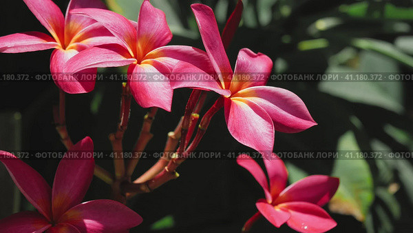 Branch of red frangipani plumeria flowers on sunny day slightly wiggle by the air breeze. Стоковое фото, фотограф Igor Tichonow / Фотобанк Лори