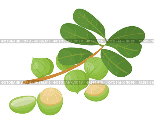 Branch with green leaves and maroochi nut. Macadamia nuts isolated on white background. Small core inside nutshell. Raw used in culinary and hair care, cosmetics as oil. Vector illustration in flat. Branch with Leaves and Macadamia or Maroochi Nuts. Стоковая иллюстрация, агентство Ingram Publishing / Фотобанк Лори