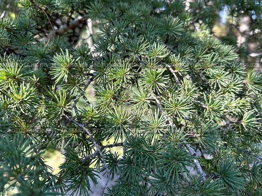 Branches of Blue Atlas Cedar (Latin - Cedrus atlantica) Стоковое фото, фотограф Irina Opachevsky / Фотобанк Лори