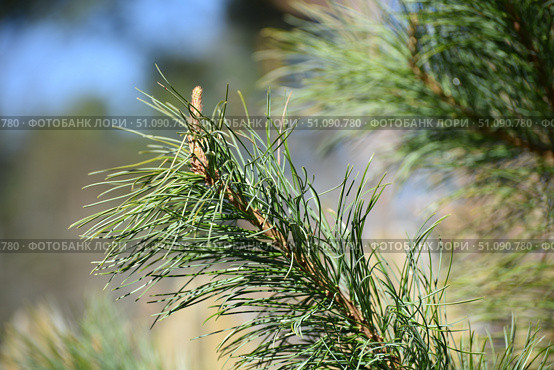Branches of cedar with needles. Стоковое фото, фотограф Andrew_Swarga / Фотобанк Лори