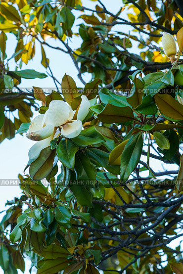 Branches of the magnolia grandiflora tree with flowers. Стоковое фото, фотограф Виктория Кольцова / Фотобанк Лори
