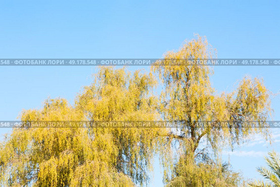 branches of willow weeping in the sky background. Стоковое фото, агентство Ingram Publishing / Фотобанк Лори