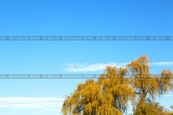 branches of willow weeping in the sky background. Стоковое фото, агентство Ingram Publishing / Фотобанк Лори