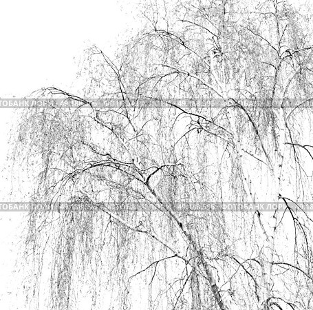 branches of willow weeping in the sky background. Стоковое фото, агентство Ingram Publishing / Фотобанк Лори