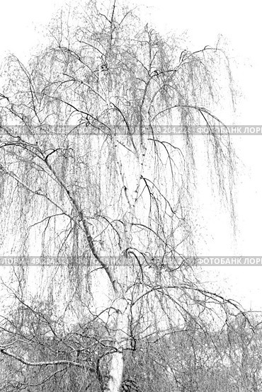 branches of willow weeping in the sky background. Стоковое фото, агентство Ingram Publishing / Фотобанк Лори