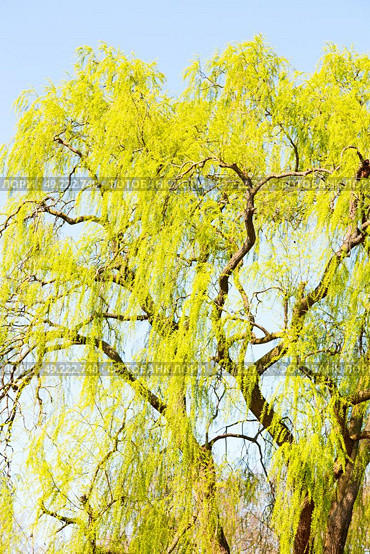 branches of willow weeping in the sky background. Стоковое фото, агентство Ingram Publishing / Фотобанк Лори