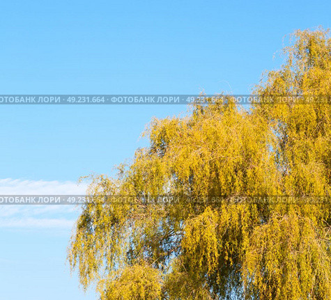 branches of willow weeping in the sky background. Стоковое фото, агентство Ingram Publishing / Фотобанк Лори