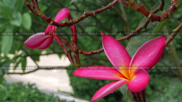 Branches with flower of red frangipani plumeria moving by tropical ocean breeze. Стоковое фото, фотограф Igor Tichonow / Фотобанк Лори