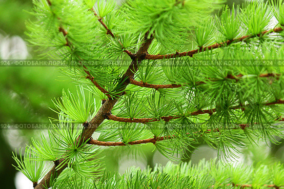 branches with young needles European larch Larix decidua. Стоковое фото, фотограф Есич Елена / Фотобанк Лори