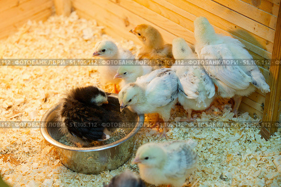 Breeding purebred chickens in an incubator. Feeding small chicks. Стоковое фото, фотограф Наталия Кирсанова / Фотобанк Лори