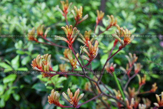 Bright Anigozanthos flavidus kangaroo paw with vivid orange green red flowers. Evergreen Kangaroo Paw plant in Singapore tropical gardens. Стоковое фото, фотограф Татьяна Терехина / Фотобанк Лори