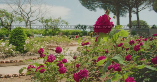 Bright pink roses dominates a garden under a clear sky. Lush flower bushes with vivid blooms in a structured outdoor setting. Стоковое видео, видеограф Ольга Сухарева / Фотобанк Лори
