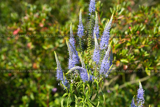 Bright purple spikes of Veronica longifolia bloom under summer sun, rising tall above green foliage and adding vivid color to the garden scene. Стоковое фото, фотограф Татьяна Терехина / Фотобанк Лори