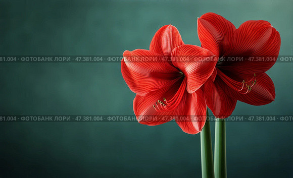 Bright Red Amaryllis Blooms Against a Soft Bokeh Background in a Warm Indoor Setting. Стоковое AI-изображение, AI-художник Юлия Гапеенко / Фотобанк Лори