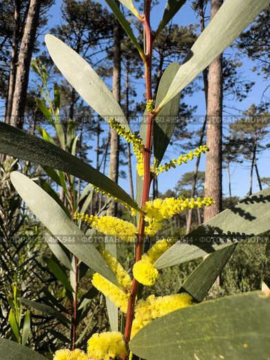 Bright yellow axillary spikes of an Acacia Longifolia. Стоковое фото, агентство Ingram Publishing / Фотобанк Лори