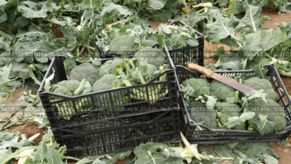 Broccolis in plastic crates on a farm field on a sunny spring day. Стоковое видео, видеограф Яков Филимонов / Фотобанк Лори