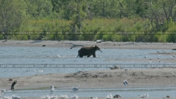 Brown bear hunts for salmon. Стоковое видео, видеограф Михаил Коханчиков / Фотобанк Лори