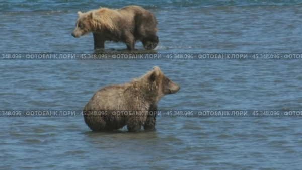 Brown bear hunts for salmon. Стоковое видео, видеограф Михаил Коханчиков / Фотобанк Лори