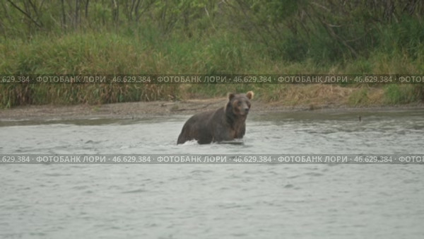 Brown bear hunts for salmon. Стоковое видео, видеограф Михаил Коханчиков / Фотобанк Лори