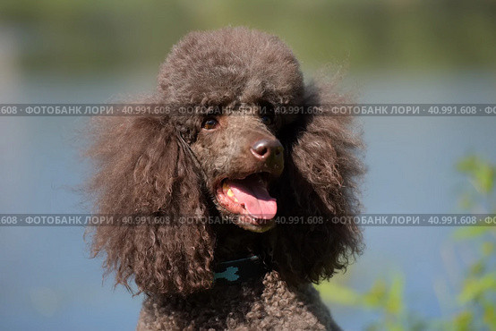 Brown royal poodle at the lake. Стоковое фото, фотограф Анна Кривицкая / Фотобанк Лори