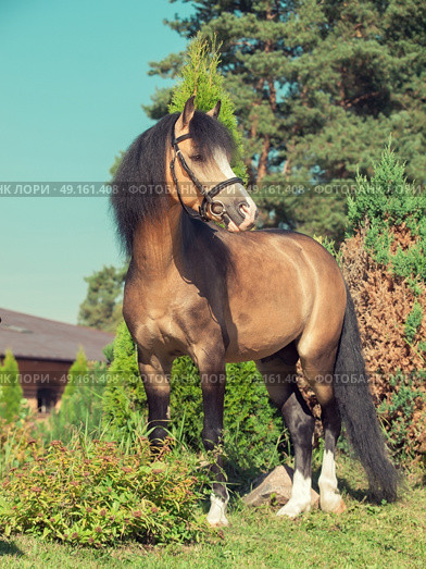 buckskin welsh pony posing at trees background. Стоковое фото, агентство Ingram Publishing / Фотобанк Лори