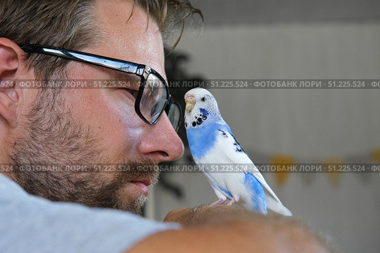 Budgerigar playing with handsome man. Budgie. Funny blue purple parakeet sitting on owner head. Cute violet tamed bird having fun with people. Friendship, relationship with Pets. Cute domestic animals. Стоковое фото, фотограф Марина Демидюк / Фотобанк Лори
