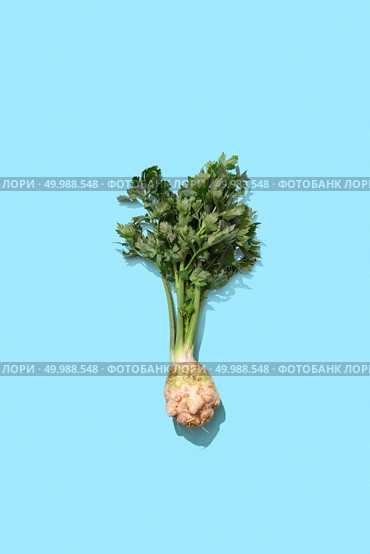 Bundles of organic green parsley with a root on a blue background with copy space for text and reflection of shadows. Top view. Fresh parsley root with greens presented on a blue background with shadow and copy space. Healthy spice. Top view. Стоковое фото, агентство Ingram Publishing / Фотобанк Лори
