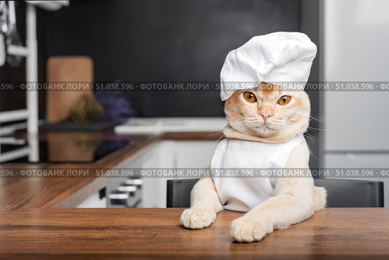 Burmese cat chef awaits a treat in the kitchen. Стоковое фото, фотограф Светлана Султанаева / Фотобанк Лори