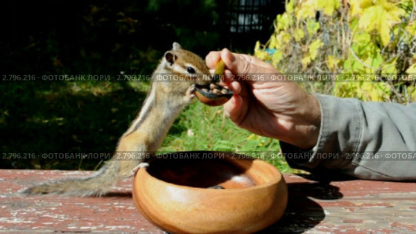 Бурундук (chipmunk) бегает за едой как собачонка. Стоковое видео, видеограф Частоколенко Борис Леонтьевич / Фотобанк Лори