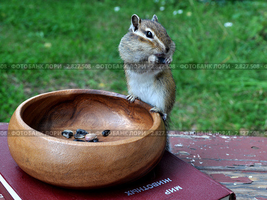 Бурундук (chipmunk) на вазе. Стоковое фото, фотограф Частоколенко Борис Леонтьевич / Фотобанк Лори