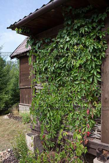 Bush green wall for veranda closing. Climbing plants growing on house wall. Стоковое фото, фотограф Кекяляйнен Андрей / Фотобанк Лори