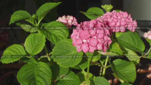 Bush Hydrangea flower in dark background. Стоковое видео, видеограф Елизавета Малкова / Фотобанк Лори
