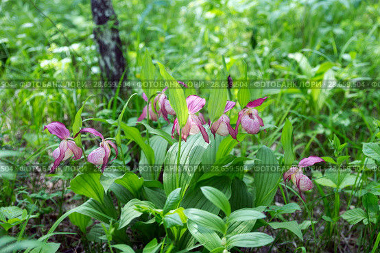 Bush of rare specieswild orchids grandiflora Lady's Slipper (Cypripedium ventricosum) in the forest. Стоковое фото, фотограф Светлана Попова / Фотобанк Лори