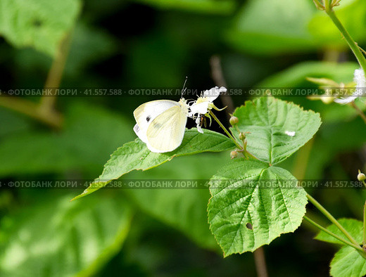 Butterfly cabbage pollinates a purple flower. Стоковое фото, фотограф Леонид Еремейчук / Фотобанк Лори