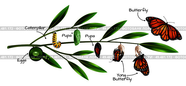Butterfly metamorphosis on example of danainae monarch species realistic composition vector illustration . Butterfly Metamorphosis Composition. Стоковая иллюстрация, агентство Ingram Publishing / Фотобанк Лори