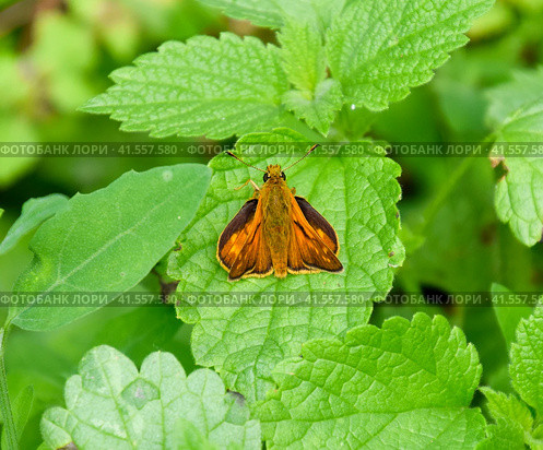 Butterfly red colored sat on a green leaf. Full photo with a sharp Closeup of a Skipper Hesperiidae butterfly taken with a macro lens. Now you can crop the photo itself. Стоковое фото, фотограф Леонид Еремейчук / Фотобанк Лори