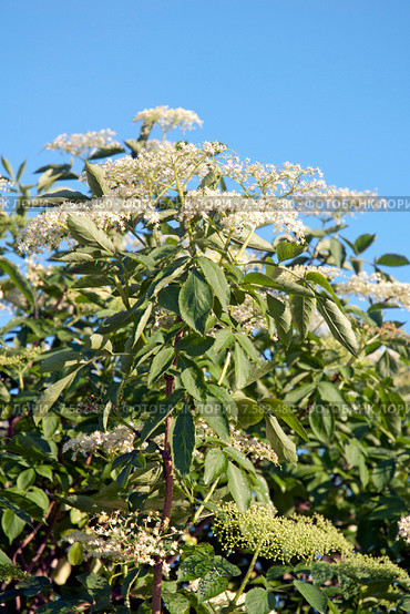 Бузина черная, цветение (Caprifoliaceae) Стоковое фото, фотограф Svet / Фотобанк Лори
