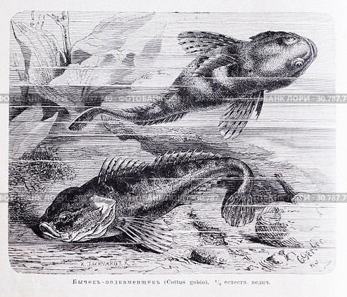Бычекъ - подкаменщикъ (Cottus gobio)  - рисунок  из книги А. Брэма "Жизнь животных" 1896 г. Стоковая иллюстрация, иллюстратор Вера Смолянинова / Фотобанк Лори