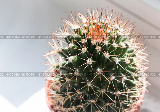 Cactus Mammillaria in the sunlight. Стоковое фото, фотограф Любовь Назарова / Фотобанк Лори