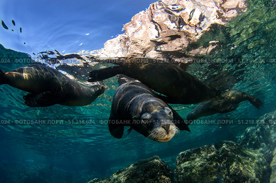 California sea lions near La Paz, Baja California Sur. VW Pics/Stocktrek Images/TASS. Стоковое фото, агентство ТАСС / Фотобанк Лори