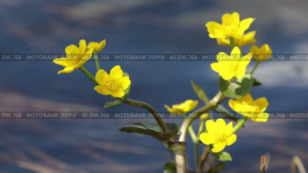 Caltha palustris. Калужница болотная на берегу во время цветения, Ямало-Ненецкий автономный округ. Стоковое видео, видеограф Григорий Писоцкий / Фотобанк Лори