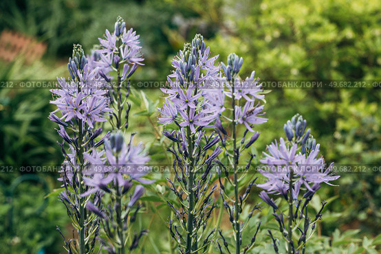 Camassia leichtlinii Caerulea flower in a garden. Стоковое фото, фотограф Ольга Сейфутдинова / Фотобанк Лори