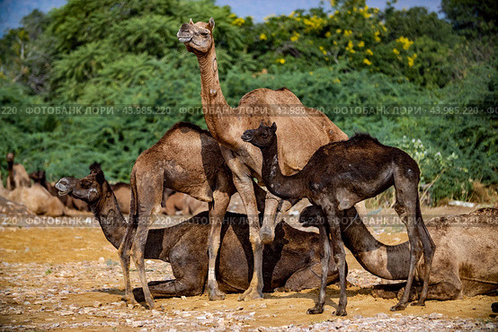 Camels at the Pushkar Fair, also called the Pushkar Camel Fair or locally as Kartik Mela is an annual multi-day livestock fair and cultural held in the town of Pushkar Rajasthan, India (2019 год). Стоковое фото, фотограф Андрей Армягов / Фотобанк Лори