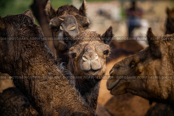 Camels at the Pushkar Fair Rajasthan, India (2019 год). Стоковое фото, фотограф Андрей Армягов / Фотобанк Лори
