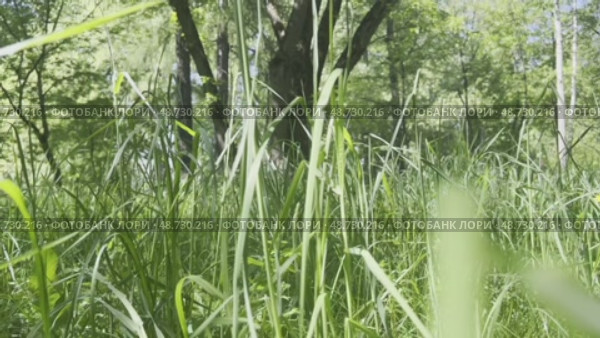 Camera movement among the fresh green grass in the forest. Стоковое видео, видеограф Ярославский Максим / Фотобанк Лори
