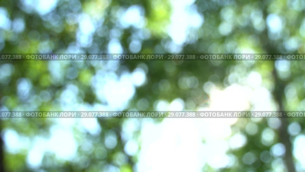 Camera tilts on defocused bright summer sunny green background with bokeh and glares. Summer warm afternoon in canopy of trees. Стоковое видео, видеограф Dmitry Domashenko / Фотобанк Лори