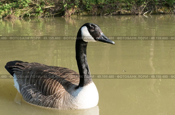 Canada goose swimming on canal waiting for bread. Стоковое фото, агентство Ingram Publishing / Фотобанк Лори
