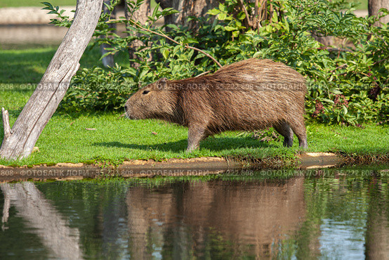 Capybara by the reservoir. Animals at the Serengeti Zoo in Germany. Стоковое фото, фотограф Restyler Viacheslav / Фотобанк Лори