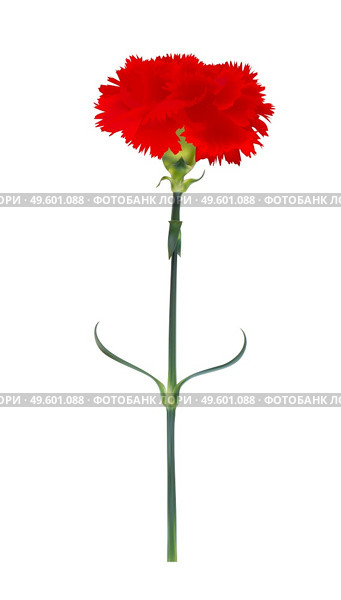 Carnation flower isolated on white background. Vector Illustration EPS10. Carnation flower isolated on white background. Vector Illustration. Стоковая иллюстрация, агентство Ingram Publishing / Фотобанк Лори