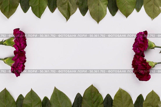 carnations leaves lines. Стоковое фото, агентство Ingram Publishing / Фотобанк Лори